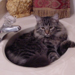 Cats in Sinks