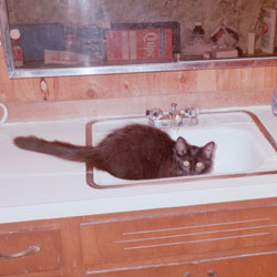 Cats in Sinks