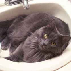 Cats in Sinks