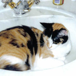 Cats in Sinks