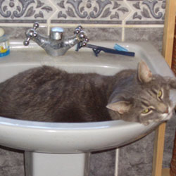 Cats in Sinks