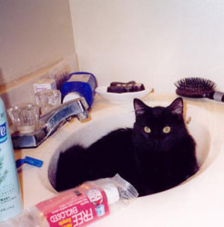 Cats in Sinks