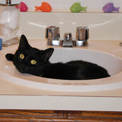 Cats in Sinks