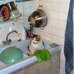 Cats in Sinks