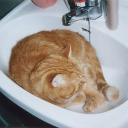 Cats in Sinks