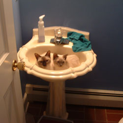 Cats in Sinks
