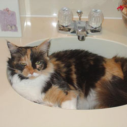Cats in Sinks