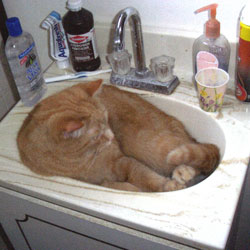 Cats in Sinks