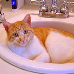 Cats in Sinks