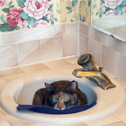 Cats in Sinks