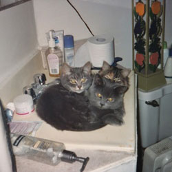 Cats in Sinks