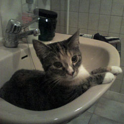 Cats in Sinks