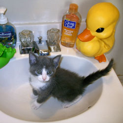 Cats in Sinks
