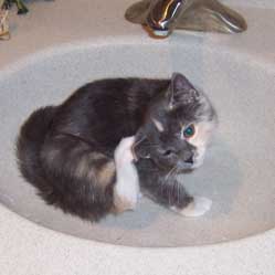 Cats in Sinks