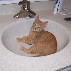 Cats in Sinks