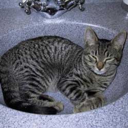 Cats in Sinks
