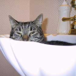 Cats in Sinks