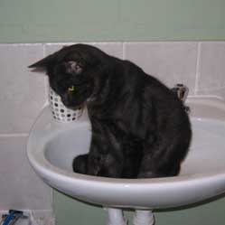 Cats in Sinks