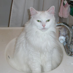 Cats in Sinks