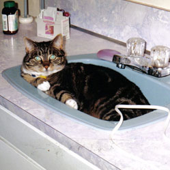 Cats in Sinks