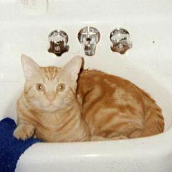 Cats in Sinks