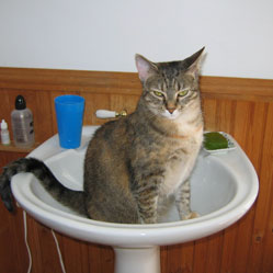 Cats in Sinks