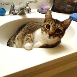 Cats in Sinks