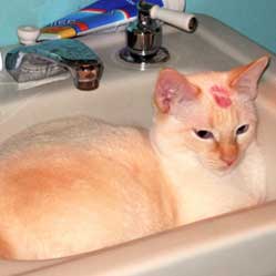Cats in Sinks