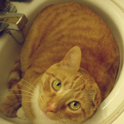 Cats in Sinks