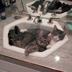 Cats in Sinks