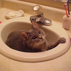 Cats in Sinks
