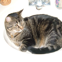 Cats in Sinks