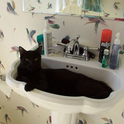 Cats in Sinks