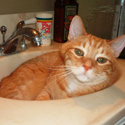 Cats in Sinks
