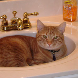 Cats in Sinks