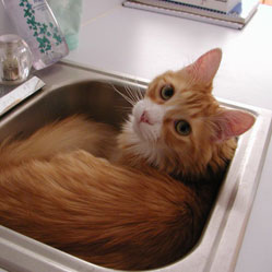 Cats in Sinks
