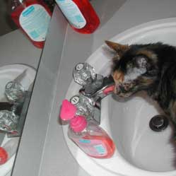 Cats in Sinks