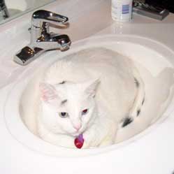 Cats in Sinks