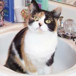 Cats in Sinks