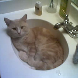 Cats in Sinks