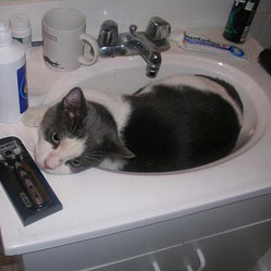 Cats in Sinks