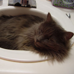 Cats in Sinks