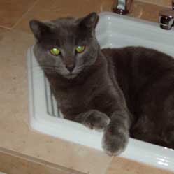 Cats in Sinks