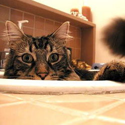 Cats in Sinks