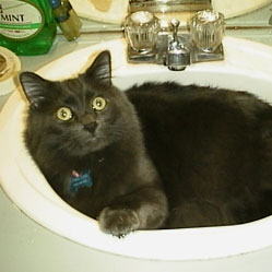 Cats in Sinks