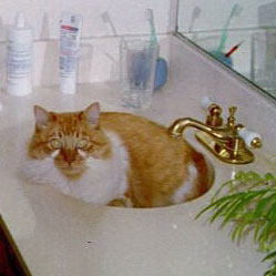 Cats in Sinks
