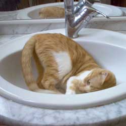 Cats in Sinks