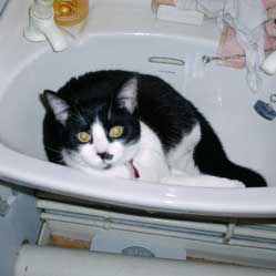 Cats in Sinks