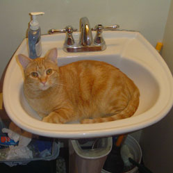 Cats in Sinks