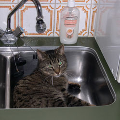 Cats in Sinks